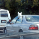 Image for article titled The Ten Craziest Animal And Car Stories We've Ever Heard
